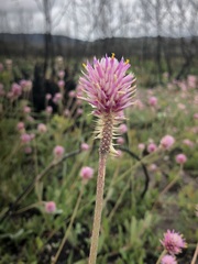 Gomphrena chrestoides