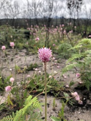 Gomphrena chrestoides
