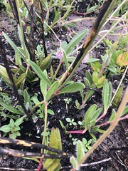 Gomphrena chrestoides
