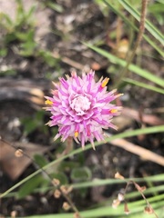 Gomphrena chrestoides
