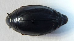 Gyrinus