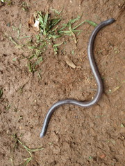 Gymnopis multiplicata