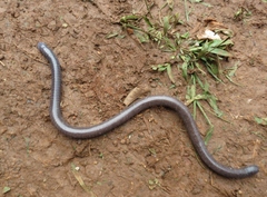 Gymnopis multiplicata