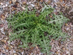 Sisymbrium irio