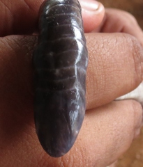 Gymnopis multiplicata