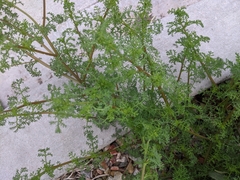 Oncosiphon pilulifer
