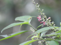 Arachnothryx manantlanensis