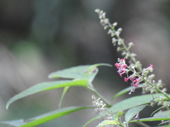 Arachnothryx manantlanensis