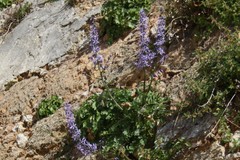 Petromarula pinnata
