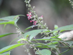 Arachnothryx manantlanensis