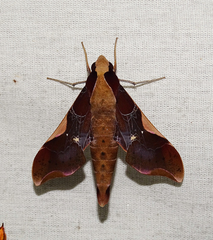 Callionima nomius