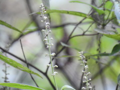 Arachnothryx manantlanensis