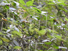 Arachnothryx manantlanensis