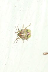 Sinopla perpunctatus