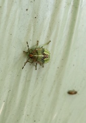 Sinopla perpunctatus