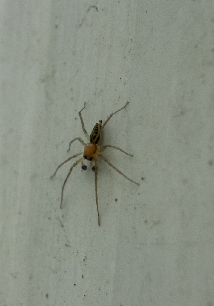 Gayenna americana