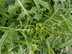 Sisymbrium irio