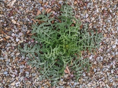 Sisymbrium irio