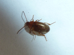 Isomira comstocki