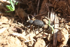 Aegorhinus superciliosus