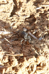 Aegorhinus superciliosus