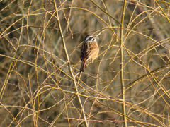 Emberiza cioides