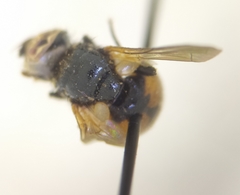 Gymnosoma nitens