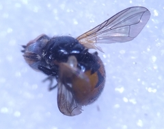 Gymnosoma nitens