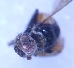 Gymnosoma nitens