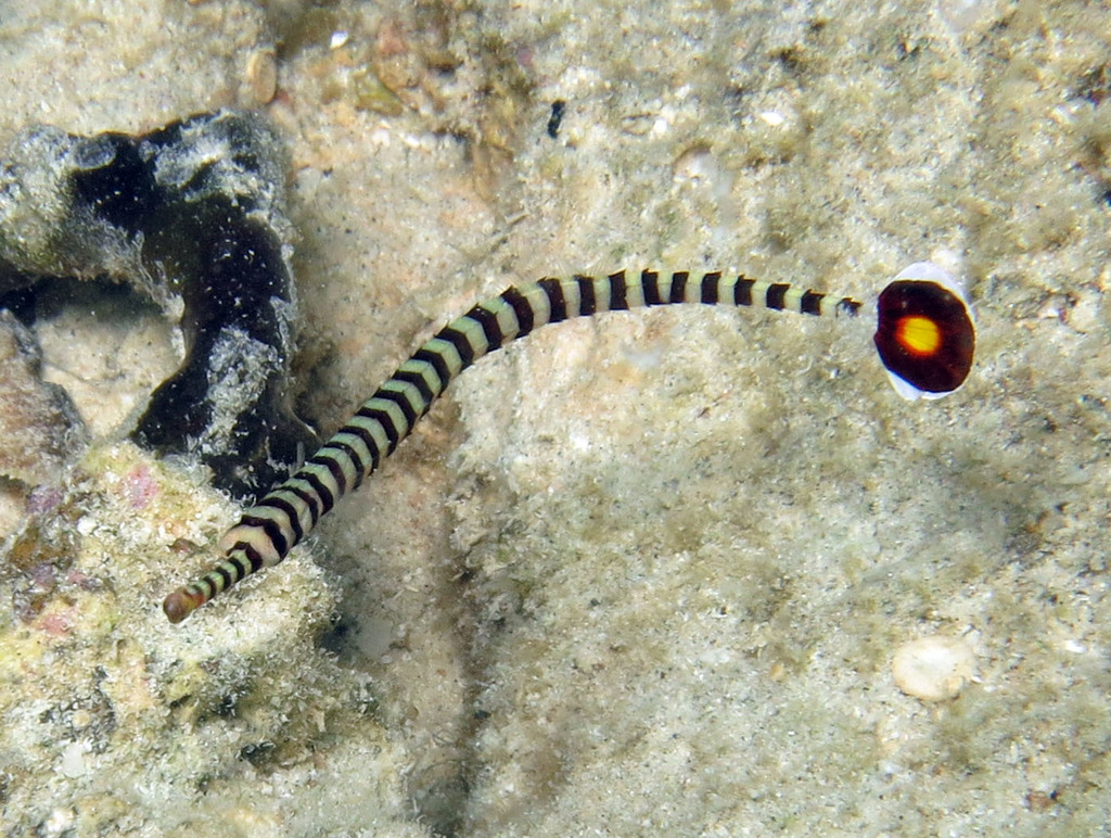Glowtail Pipefish