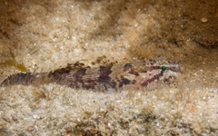 Callogobius mucosus