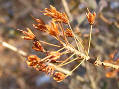 Rhododendron micranthum