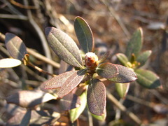 Rhododendron micranthum