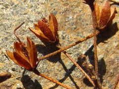 Rhododendron micranthum