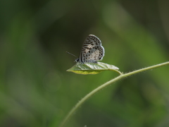 Leptotes cassius cassius