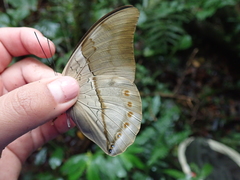 Archaeoprepona chromus