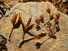 Rhododendron micranthum