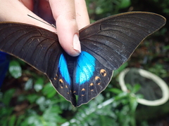 Archaeoprepona chromus