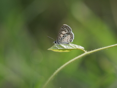 Leptotes cassius cassius
