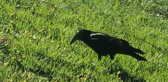 Corvus brachyrhynchos