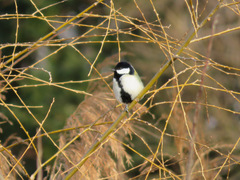 Parus minor