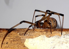 Latrodectus geometricus