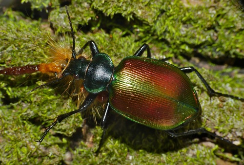 Agreeable Caterpillar Hunter