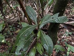 Psychotria grandis