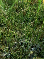 Eleocharis parvula