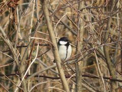 Parus minor