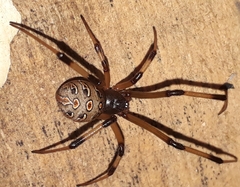 Latrodectus geometricus