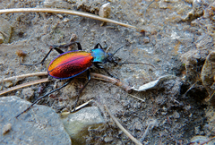 Carabus hispanus