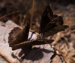 Hipparchia syriaca