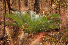 Cycas yorkiana